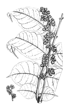 Dacryodes edulis Bush Butter Tree, Butterfruit, African Plum, bush pear, bush plum, safou